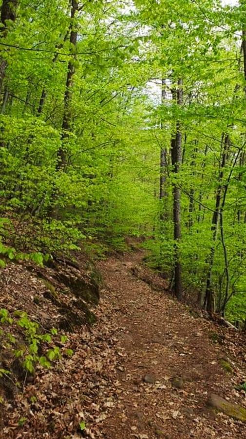 Ferienwohnungen Im Herzen Des Pfaelzerwaldes Elmstein ภายนอก รูปภาพ